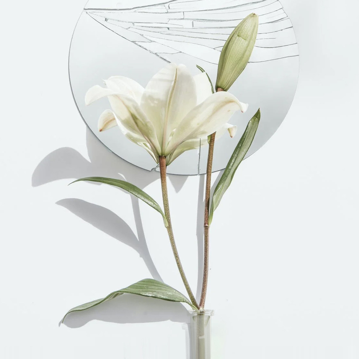 50Pcs Transparent Flower Water - Nutrition & Fitness Coaching Fulham 评论和价格