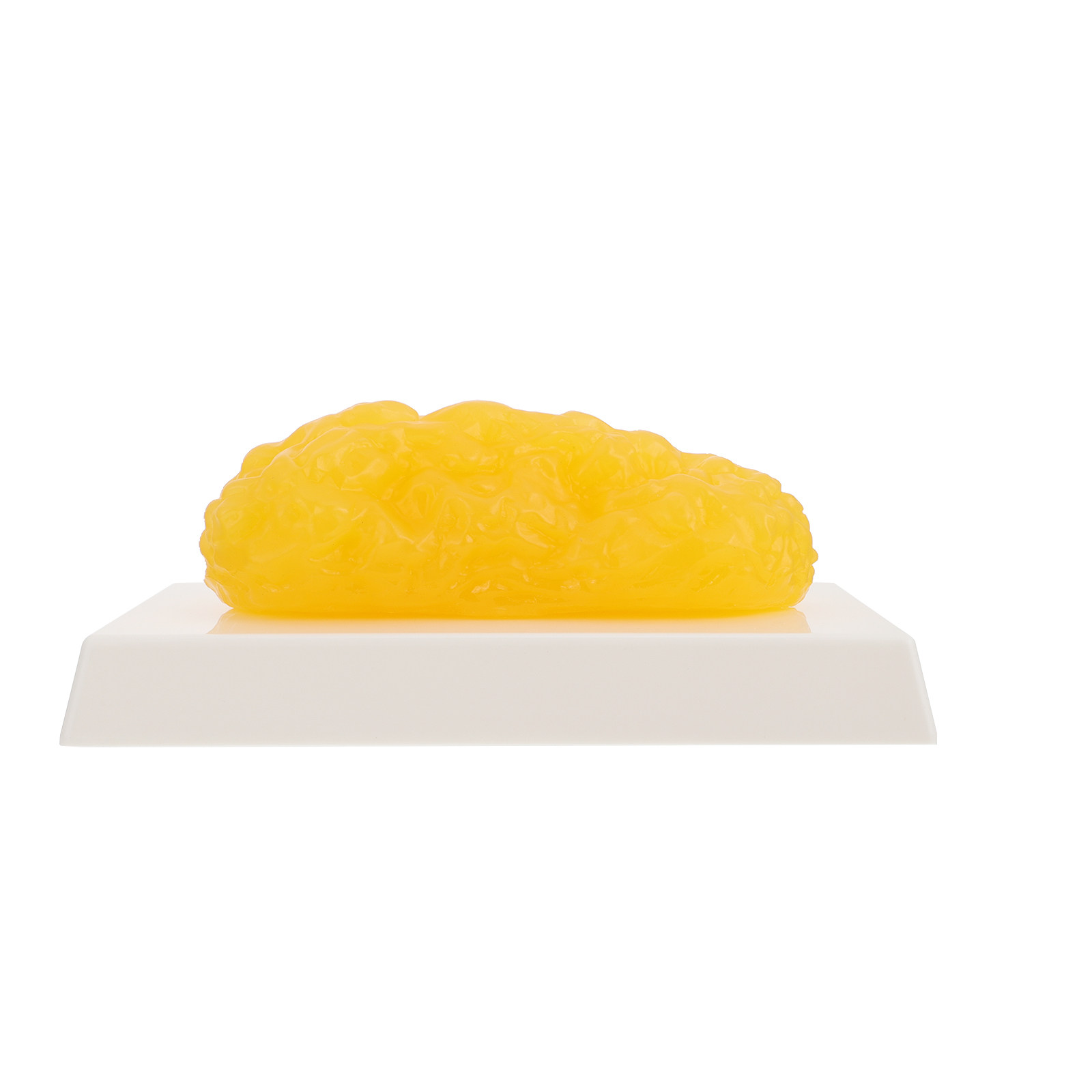 Human Body Fat Pound Plastic F - Nutrition In Fitness 评论和价格