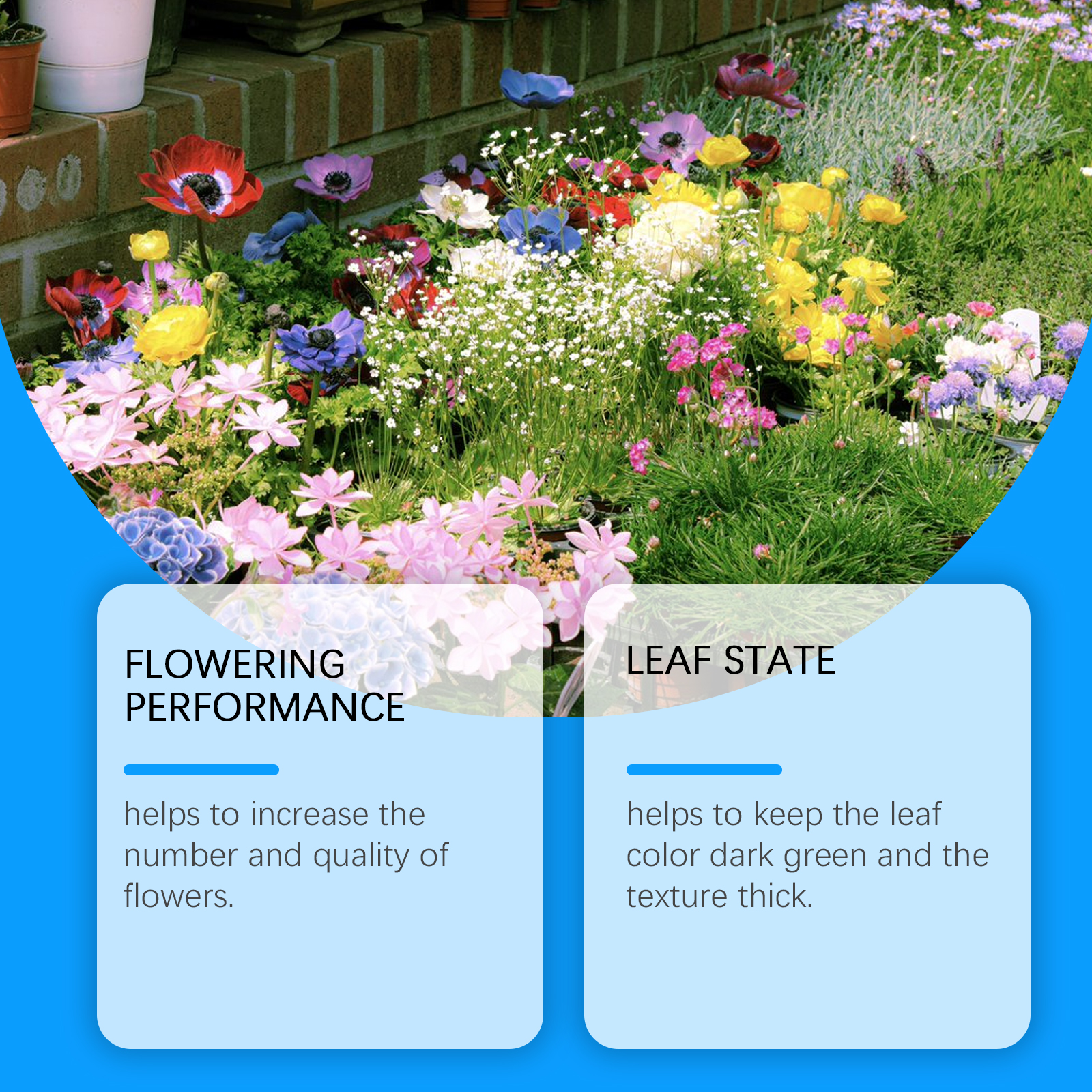 Flower Nutrient Solution Liqui - Nutrition & Fitness Coaching Fulham 评论和价格